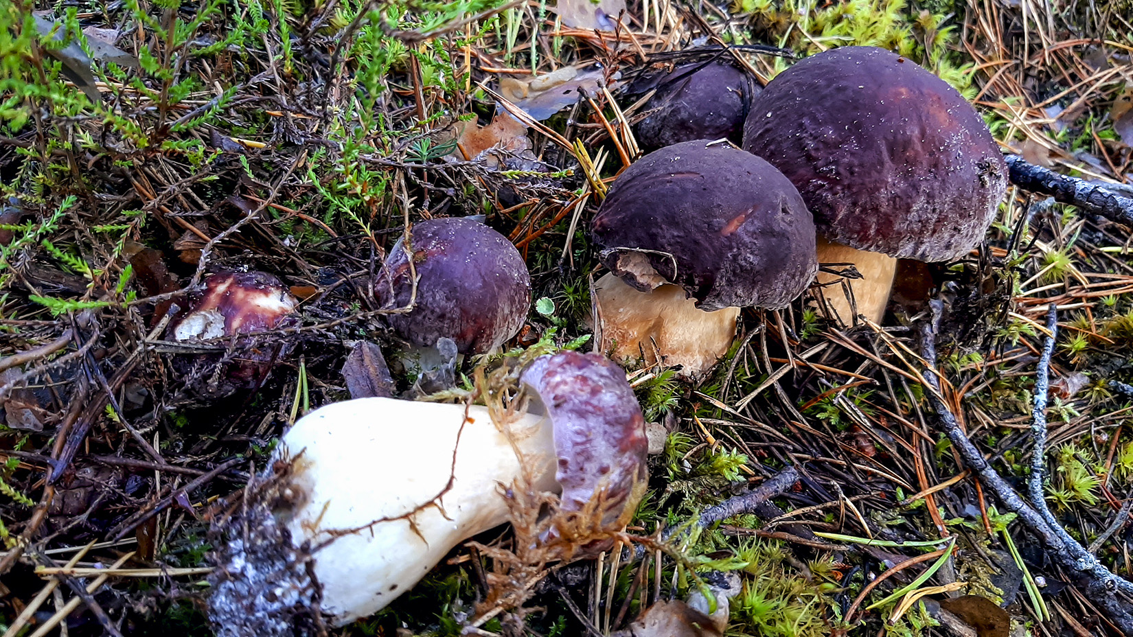 Экзотические грибы в подмосковных лесах